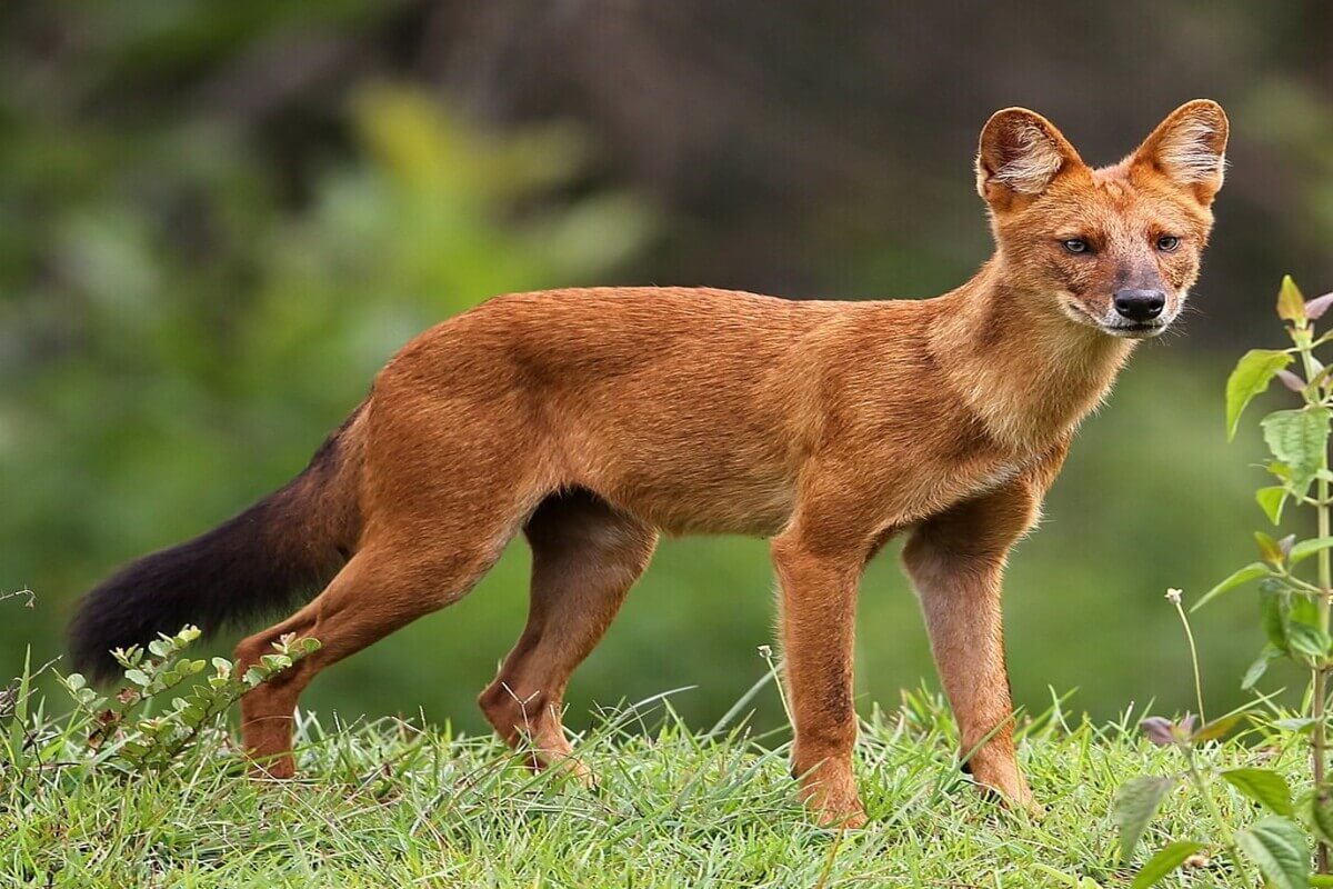 Ajag (Cuon Alpinus)