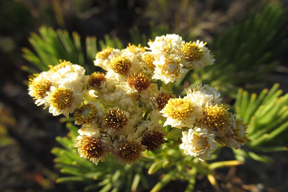 Bunga Senduro (Edelweiss Jawa)