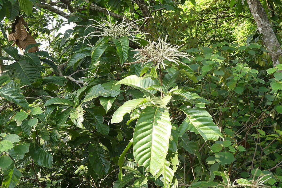 Pohon Lithocarpus Elegans