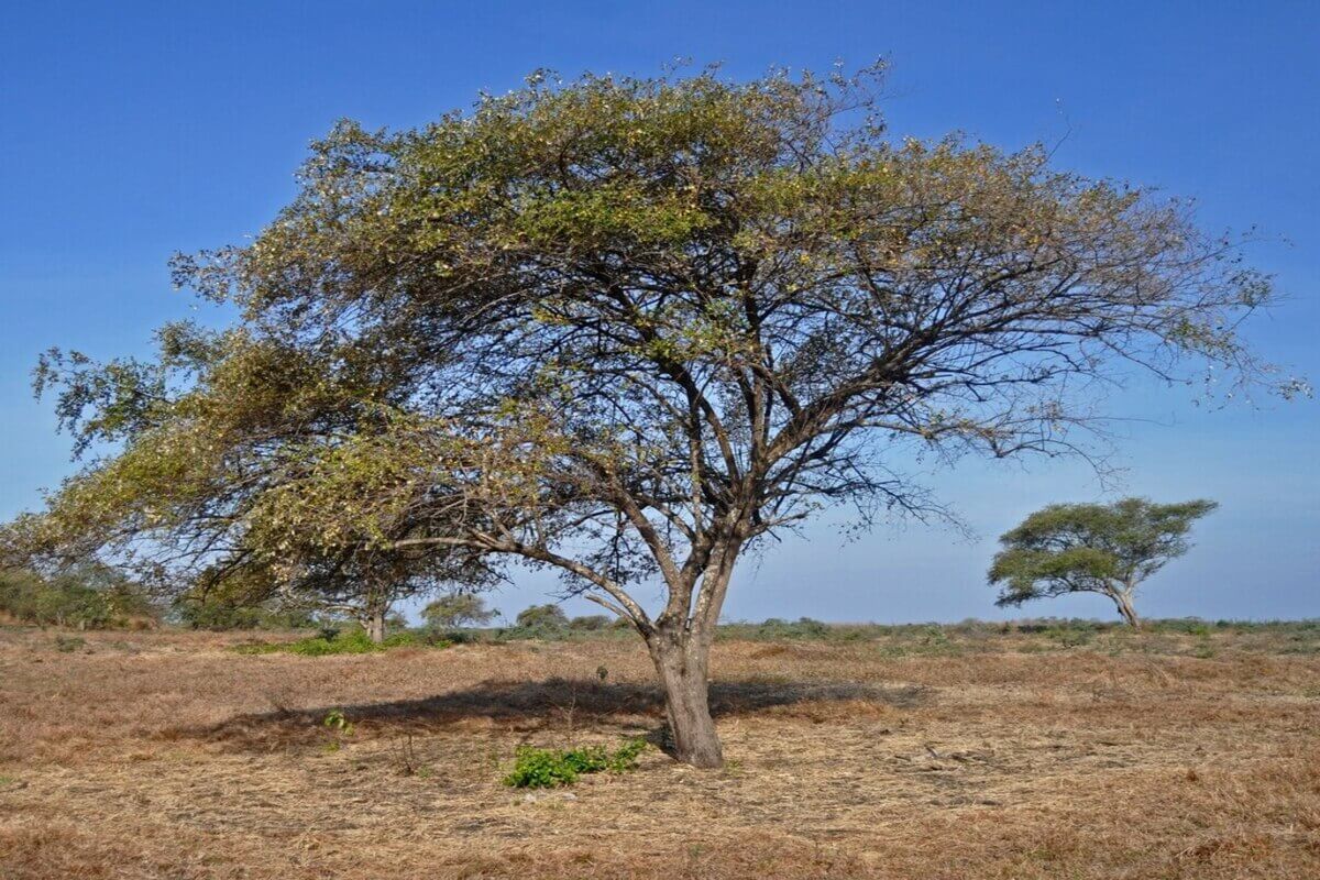 Pohon Widoro Bukol