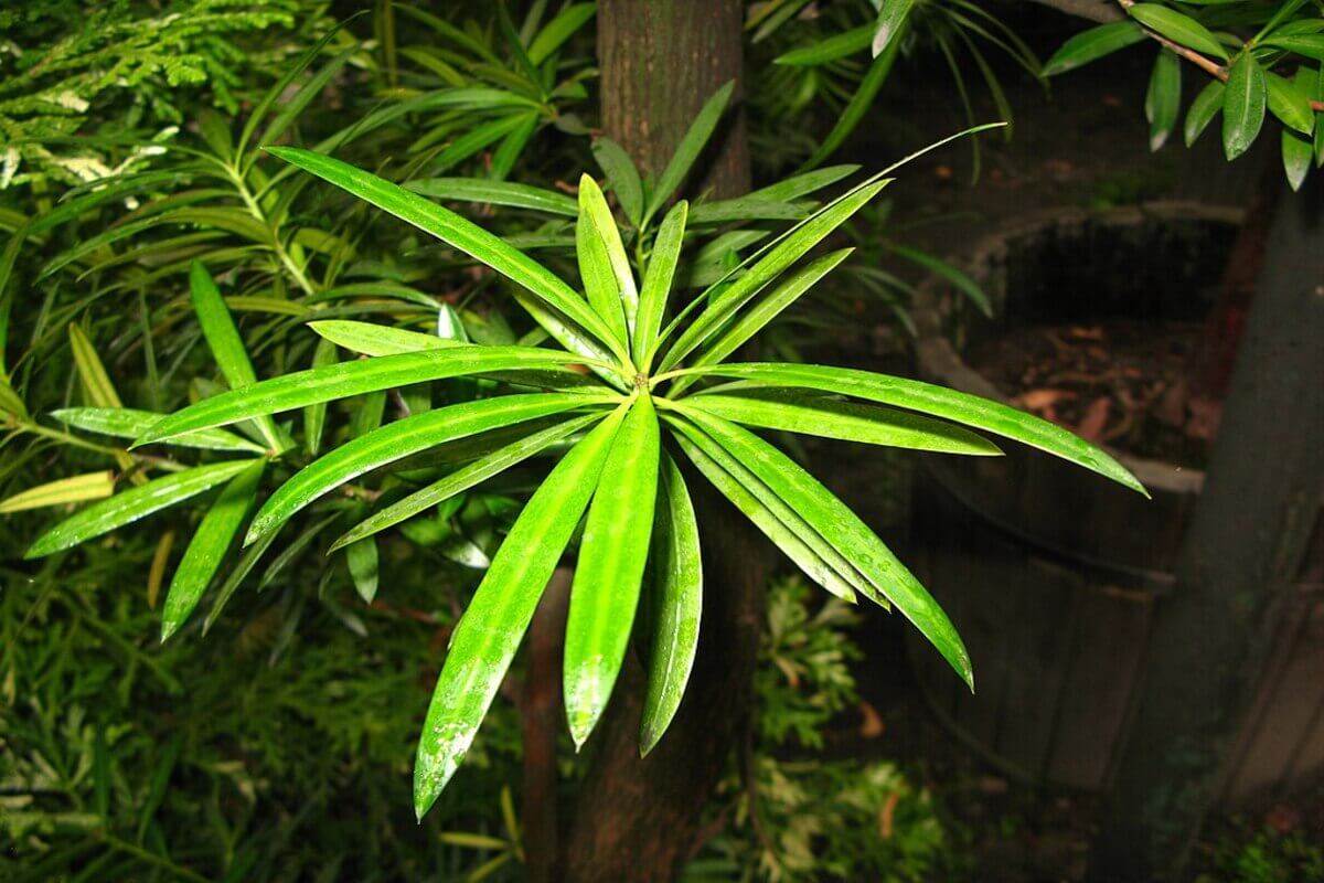 Tanaman Ki Putri (Podocarpus Neriifolius)