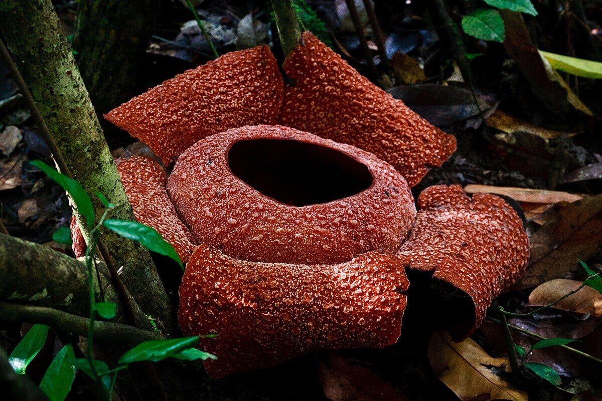 Bunga Rafflesia Zollingeriana