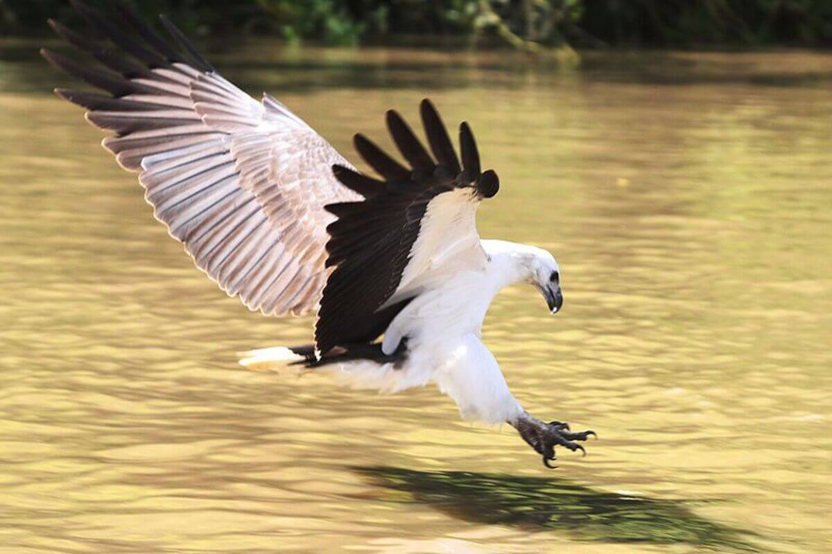 Burung Elang Laut Perut Putih