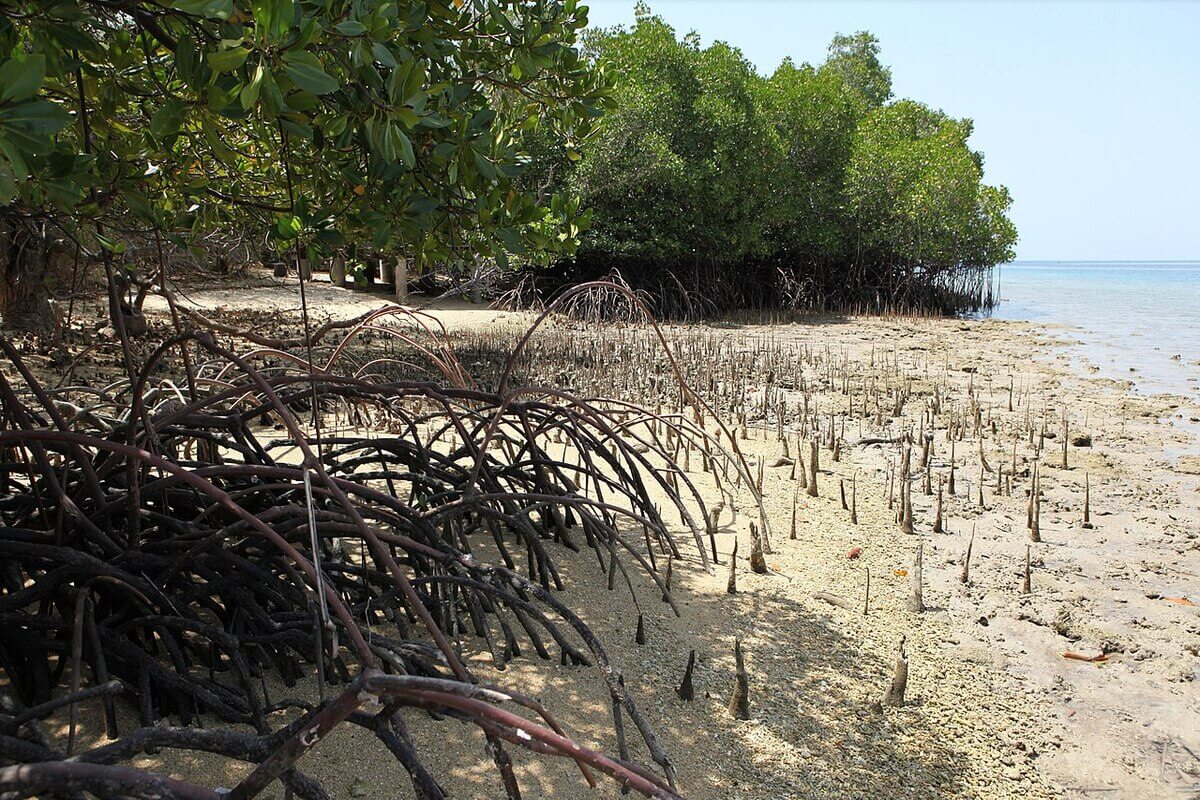 Hutan Mangrove