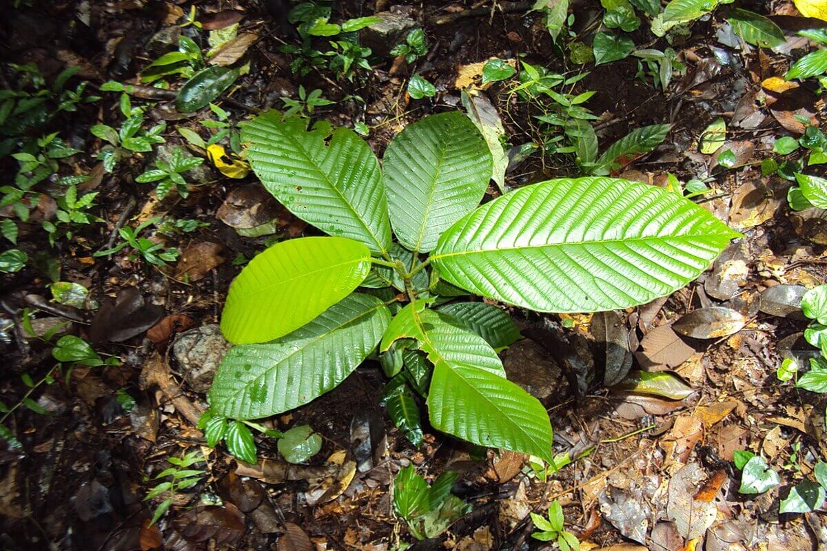 Keruing (Dipterocarpus Hasseltii)