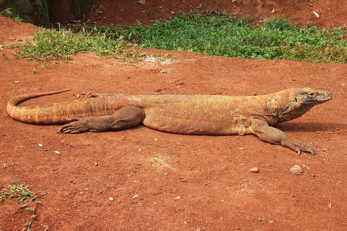 Komodo (Varanus Komodoensis)