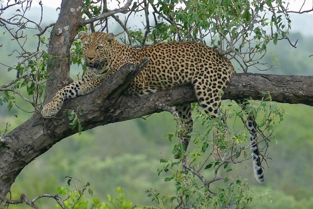 Macan Tutul (Panthera Pardus Melas)