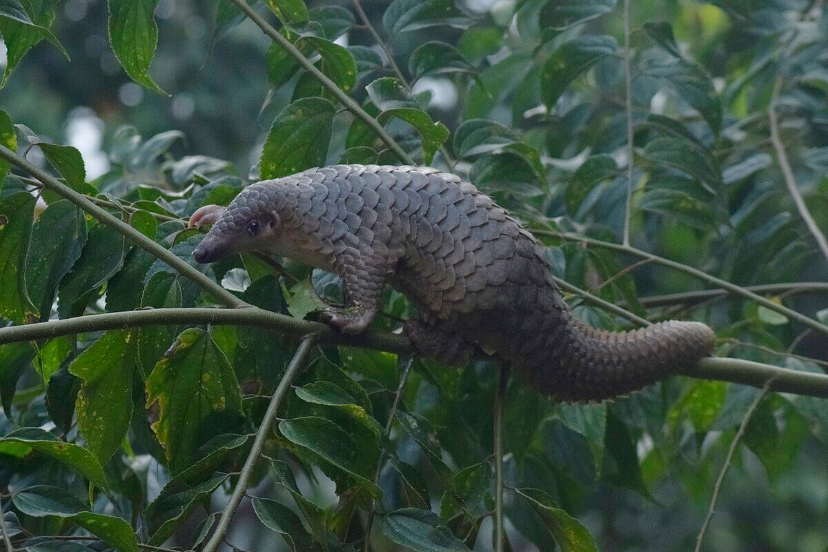 Trenggiling (Manis Javanicus)