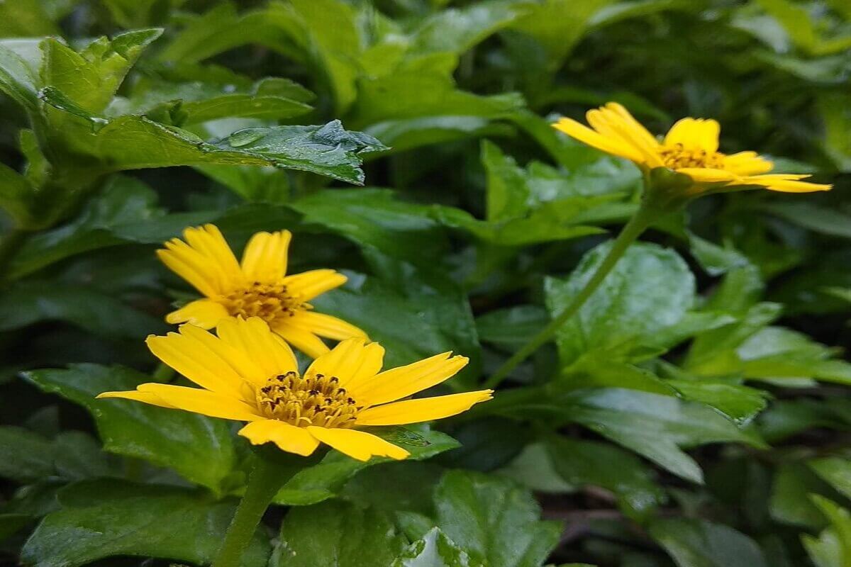 Tumbuhan Seruni (Wedelia Biflora)