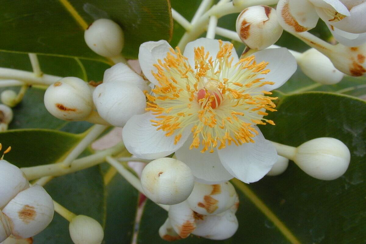 Bunga Nyamplung (Calophyllum Inophyllum)