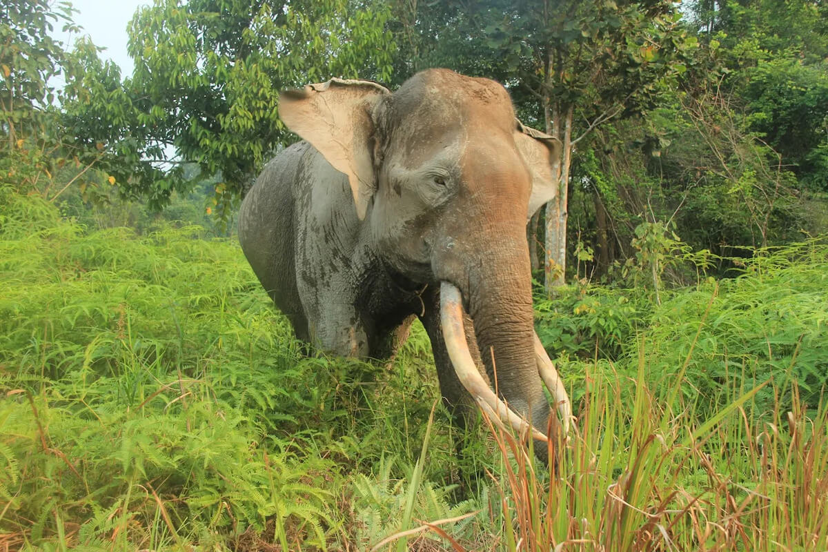 Gajah Sumatera