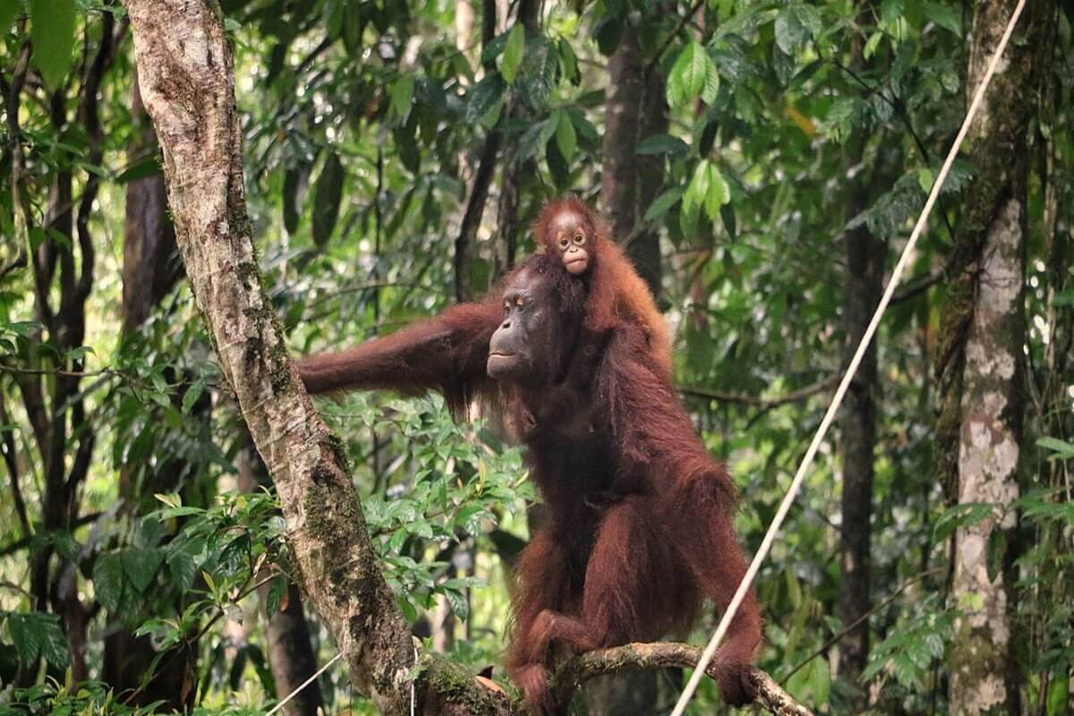 Orang Utan (Pongo Pygmaeus)