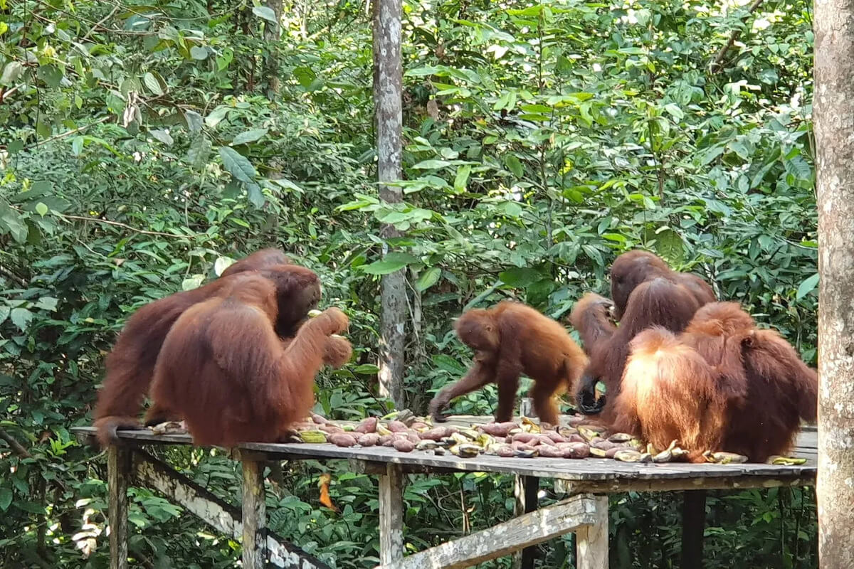 Sekumpulan Orangutan (Pongo Pygmaeus)