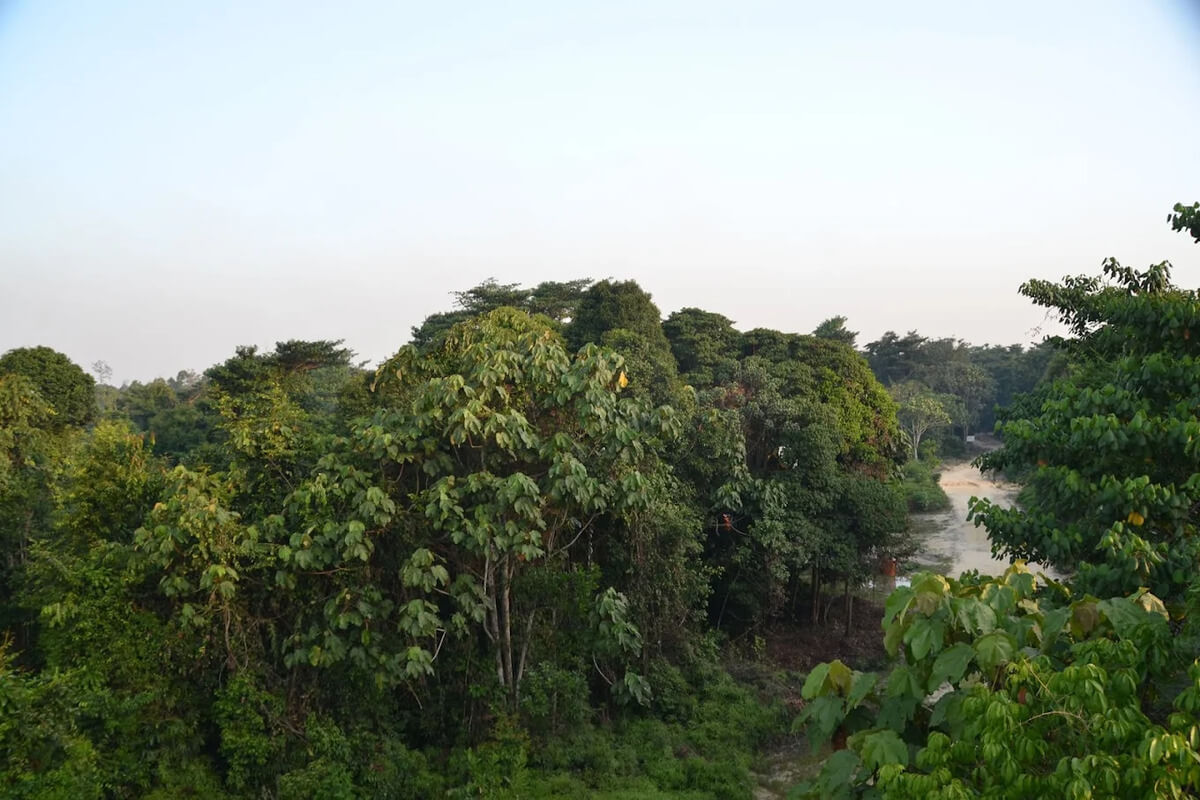 Taman Nasional Tesso Nilo